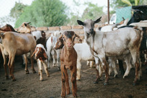 goats on a farm, goat staring at the camera