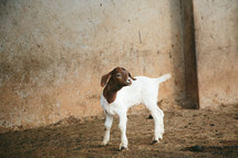 goat on a farm 