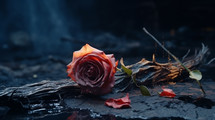 Fallen dying rose. 
