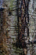 tree bark texture 