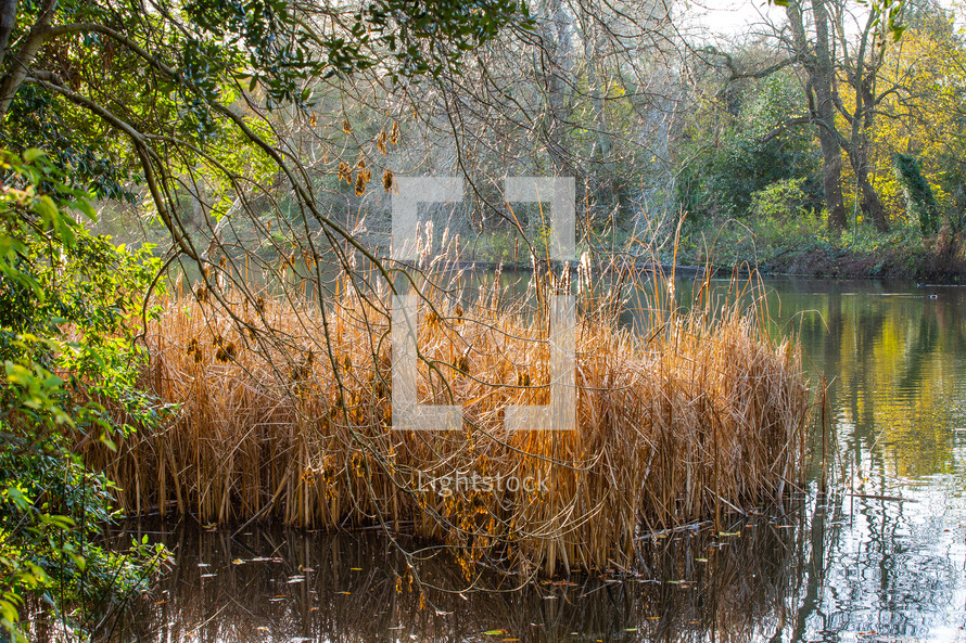 tall reeds in a pond 