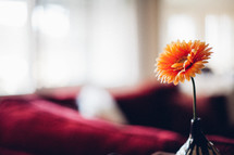 gerber daisy in a vase in a living room 