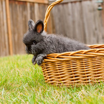 black bunny in a basket