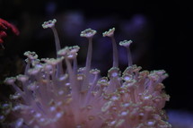 coral polyps 