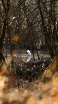 Egret in Swamp in the Morning