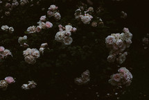 pink roses on a bush 