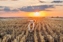 Authentic Portrait Tiny Pedigreed Golden Retriever Puppy Running in Sunset Light