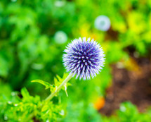 ball shaped purple flower 