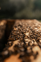 Close-up photo of honey bees on a wooden beehive, beekeeping hive, beekeeper, small insects