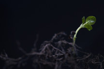 new sprout growing up through dead roots. 