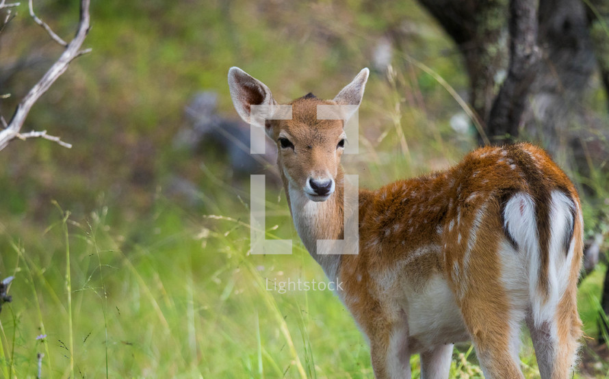 Beautiful fallow deer standing in green grass looking back. 