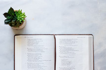 House plant and a Bible opened to Proverbs on a white marble surface