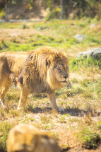 stalking lion 