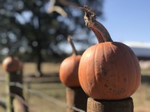 pumpkins on a fence post 