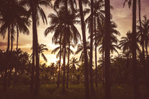 palm tree forest at sunset 