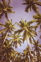 looking up to the top of palm trees 