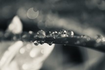 water droplets on a blade of grass in black and white 