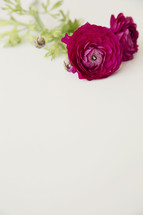 magenta flowers against a white background 