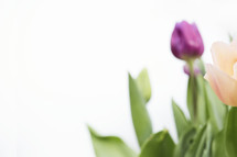 A purple tulip on a white background.
