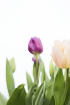 Pink and purple tulips on a white background.