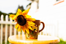 sunflower in a mug 