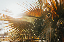 palms in sunlight 