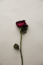 A single long stem red rose.