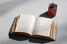 Open Bible and small plant with shadows on a grey table