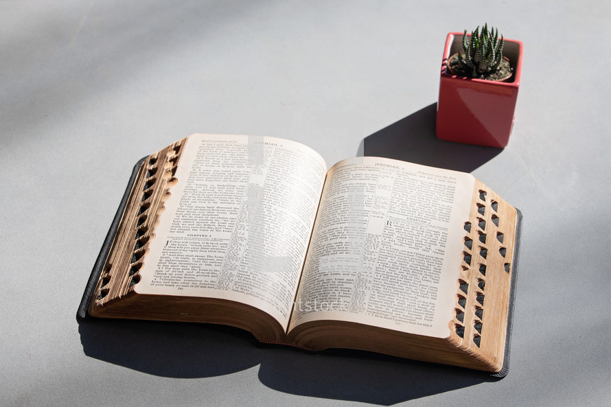 Open Bible and small plant with shadows on a grey table
