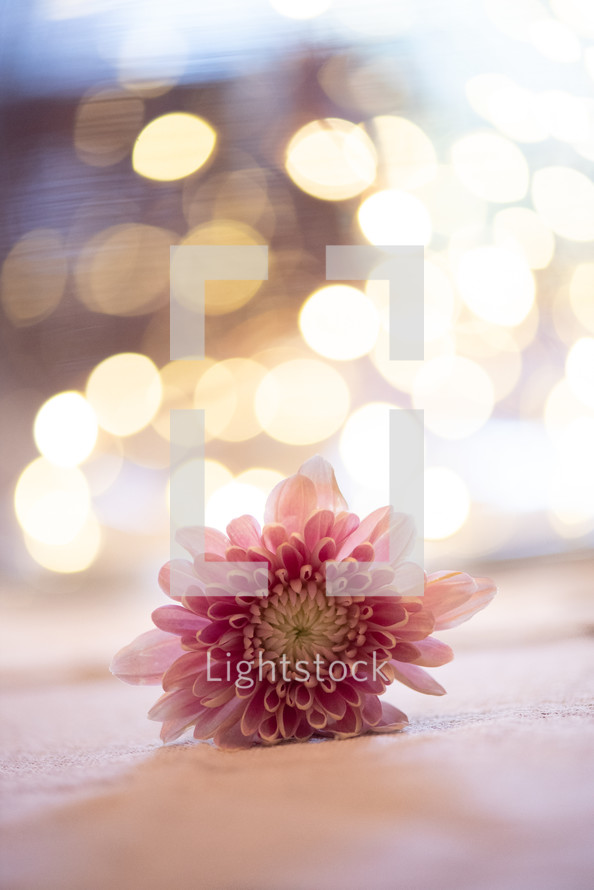 pink flower and bokeh lights 