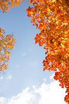 orange fall leaves and blue sky