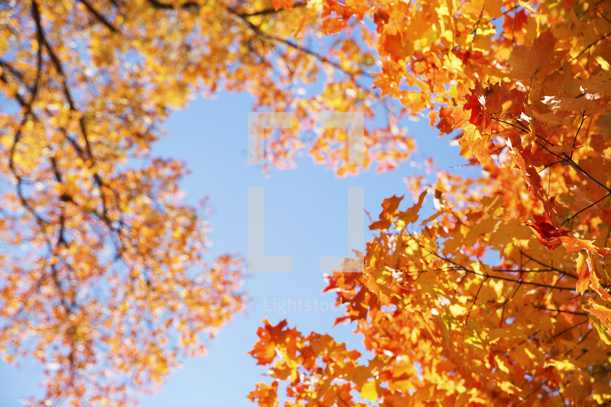 orange fall leaves and blue sky 