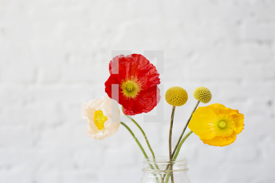 poppies in a vase 
