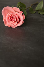 pink long stem rose 
