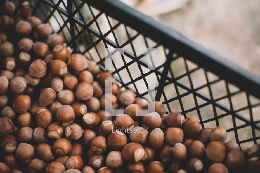 Background Of Collection Hazelnuts, Collection Of Hazelnuts