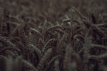 Wheat field at dusk, agriculture photograph, harvest and farming image