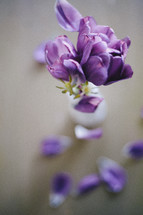 petals falling off of purple tulips 