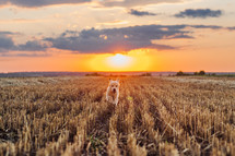 Authentic Portrait Tiny Pedigreed Golden Retriever Puppy Running in Sunset Light