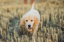 Authentic Portrait Tiny Pedigreed Golden Retriever Puppy Running in Sunset Light