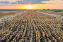 Empty wheat field after harvesting grain ears.Hay at sunset. Open area, nobody, nature. High quality photo