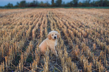 Authentic Portrait Tiny Pedigreed Golden Retriever Puppy Running in Sunset Light