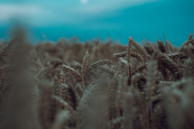 Wheat field at dusk, agriculture photograph, harvest and farming image