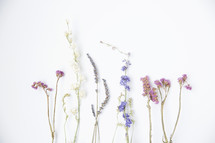 spring wildflowers on a white background 