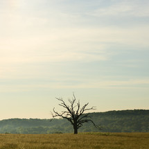 bare tree alone in a field 