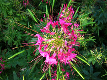fuchsia flowers