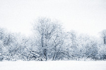 a blue toned photo of snow covered trees