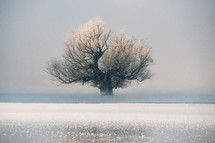 Large, isolated tree in flood water