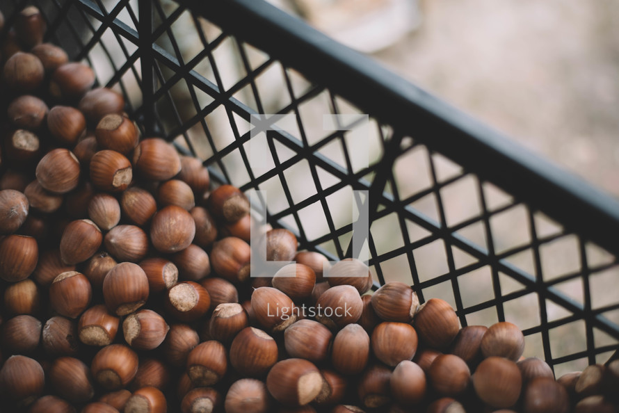 Background Of Collection Hazelnuts, Collection Of Hazelnuts