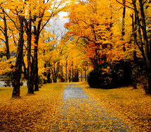 Pathway through fall trees.