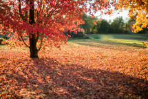 fall leaves under a tree 